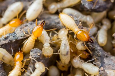 Commercial Termite Prevention in Frisco, TX