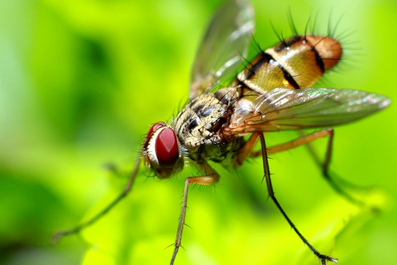 Fruit Fly Extermination in Arlington, TX