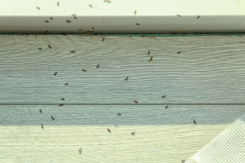 Ants Extermination Service in Katy, TX