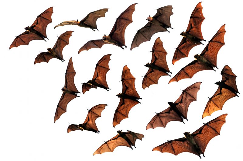 Birds And Bats