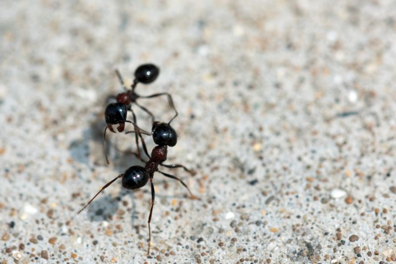 Black Ant Extermination in Rockwall, TX