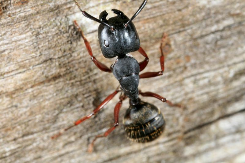 Carpenter Ant Extermination in New Braunfels, TX