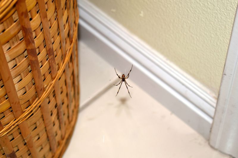 Common Spiders Extermination in Katy, TX