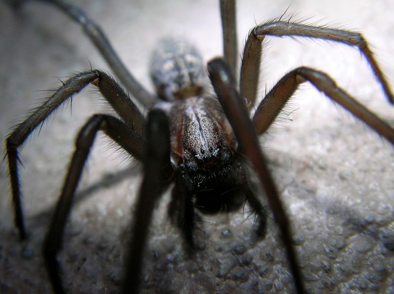 Common Spiders Extermination in Frisco, TX