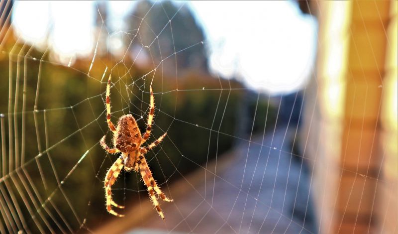 Common Spiders Extermination in Rockwall, TX