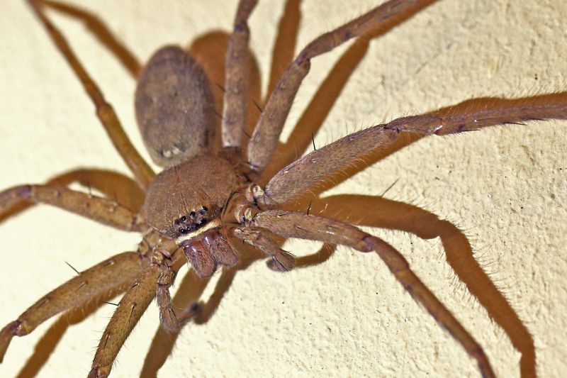 Common Spiders Extermination in New Braunfels, TX