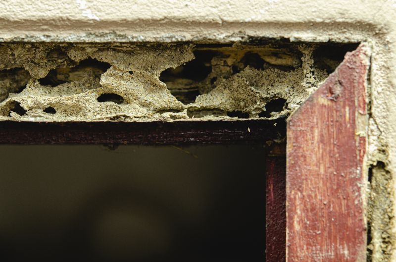 Woodpecker Removal Cost — Cost of Woodpecker Removal