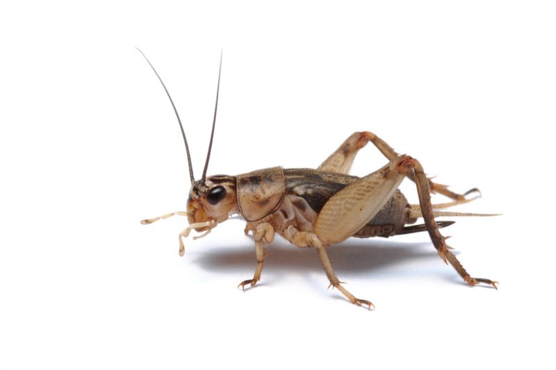 Cricket Control Service in New Braunfels, TX