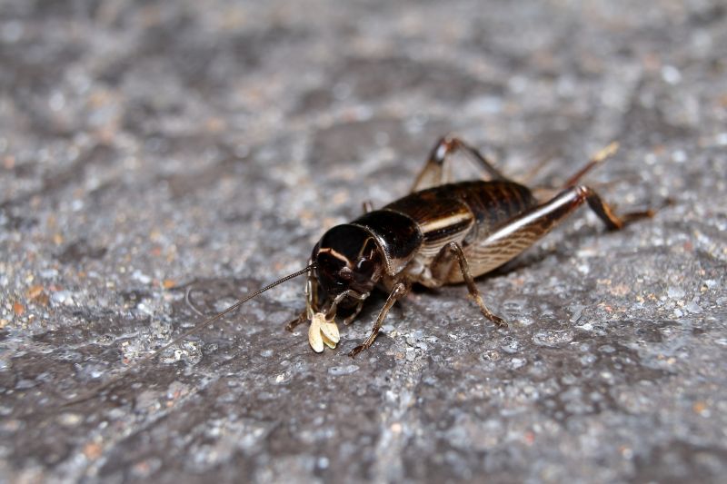 Cricket Prevention in Denton, TX