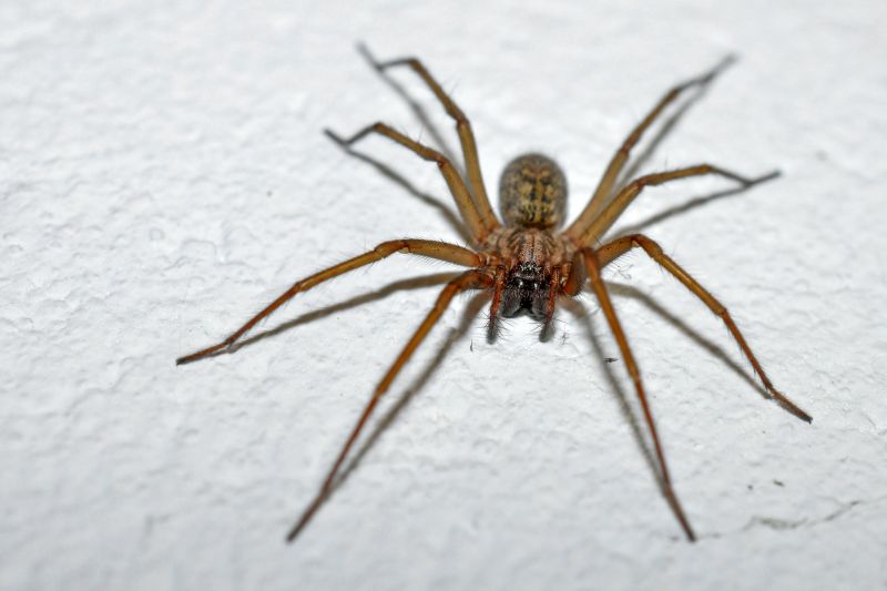 Cross Spider Extermination in Fort Worth, TX