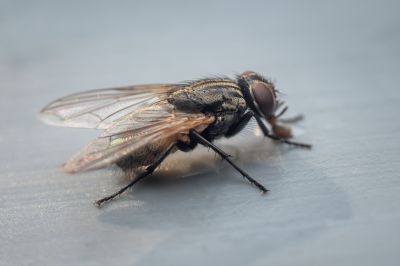 Fly Control Service in Arlington, TX