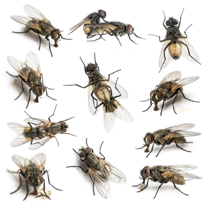 Fly Control Service in Fort Worth, TX