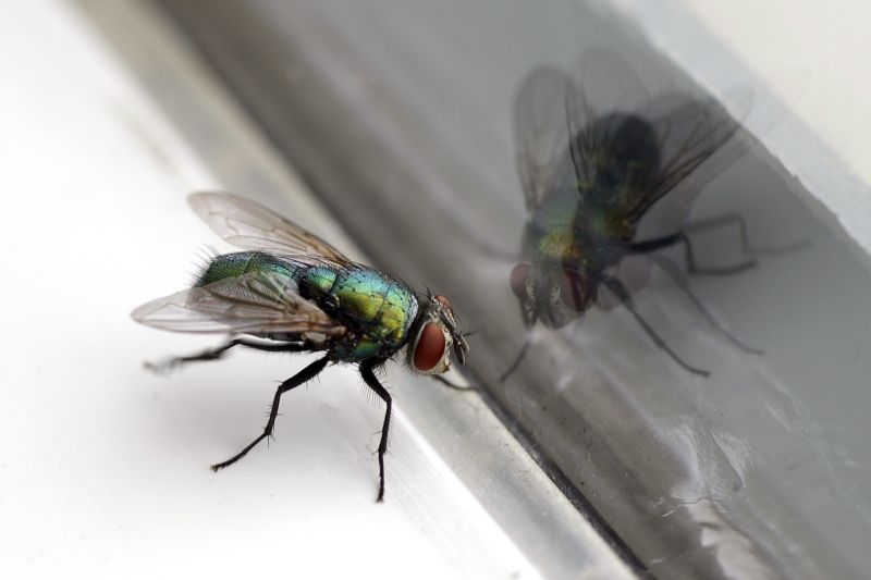 Fly Extermination in Frisco, TX