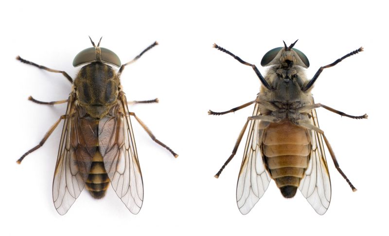 Fly Pest Control in Mckinney, TX