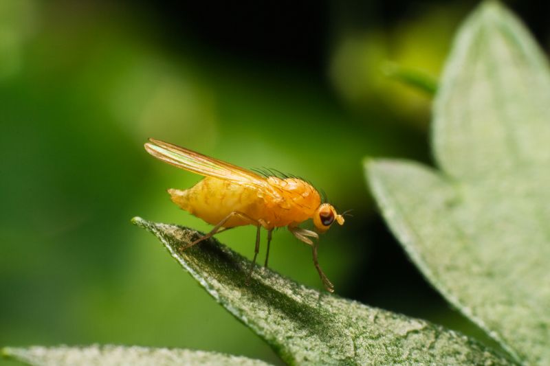Fruit Fly Extermination in New Braunfels, TX