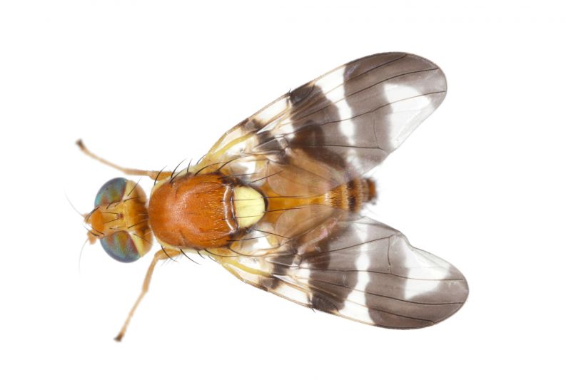 Fruit Fly Extermination in Fort Worth, TX