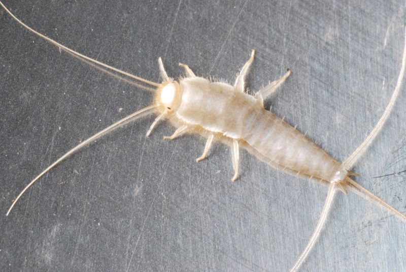 Silverfish