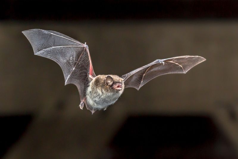 Health Risks Associated With Birds And Bats On Your Property