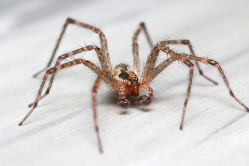 Hobo Spider Extermination in Katy, TX