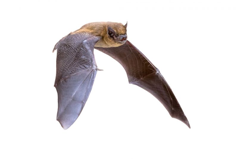 How Birds And Bats Impact Commercial Buildings And Facilities