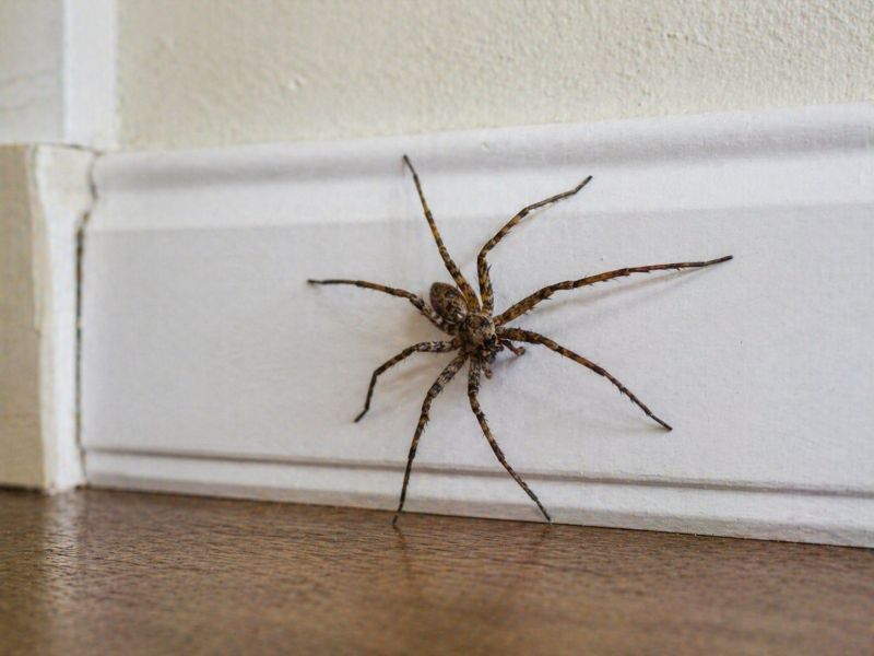 Huntsman Spider Extermination in Denton, TX