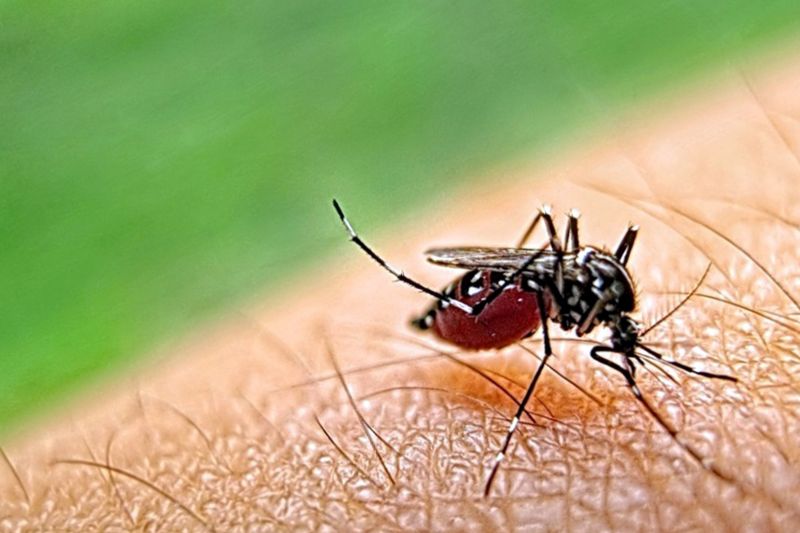 Mosquitoes Pest Control in Frisco, TX