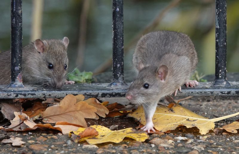Rat Fumigation Service in Wilmington, DE