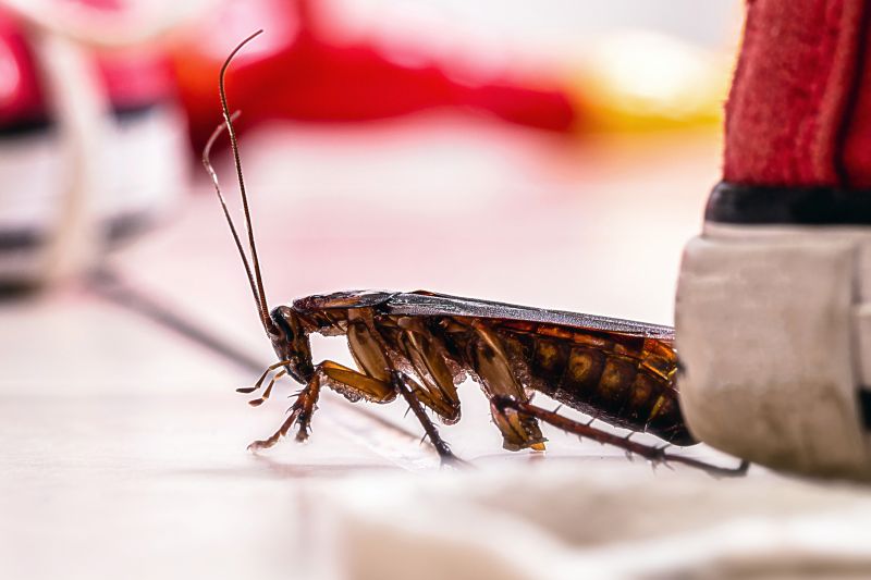 Roach Fumigation in Oklahoma City, OK