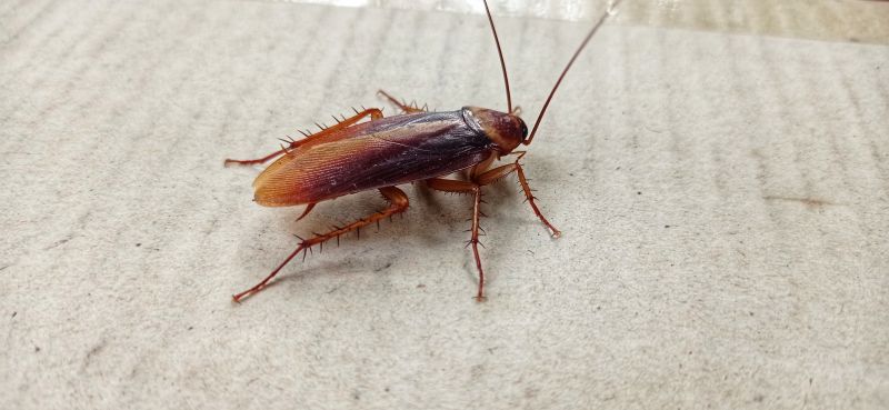 Roach Fumigation in Toledo, OH
