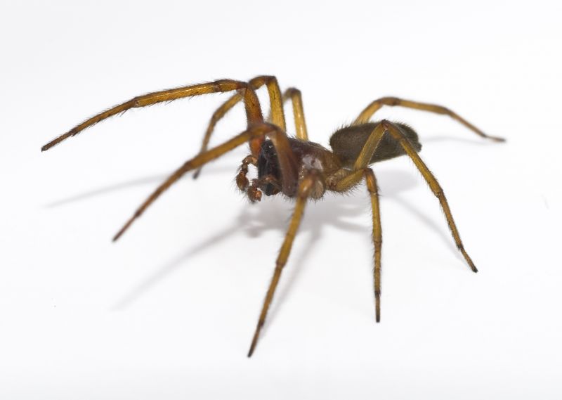 Spider Extermination Service in Mckinney, TX