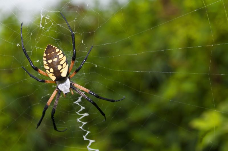 Spider Fumigation Service in Oklahoma City, OK