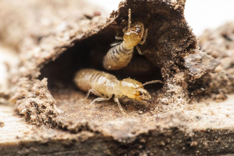 Termite Treatment Service in Katy, TX