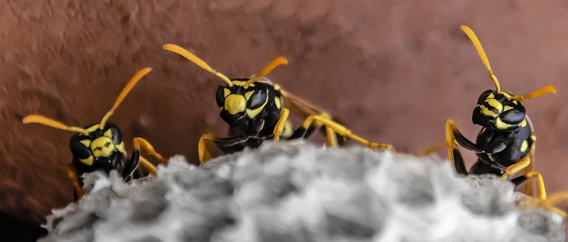 Wasp Extermination Service