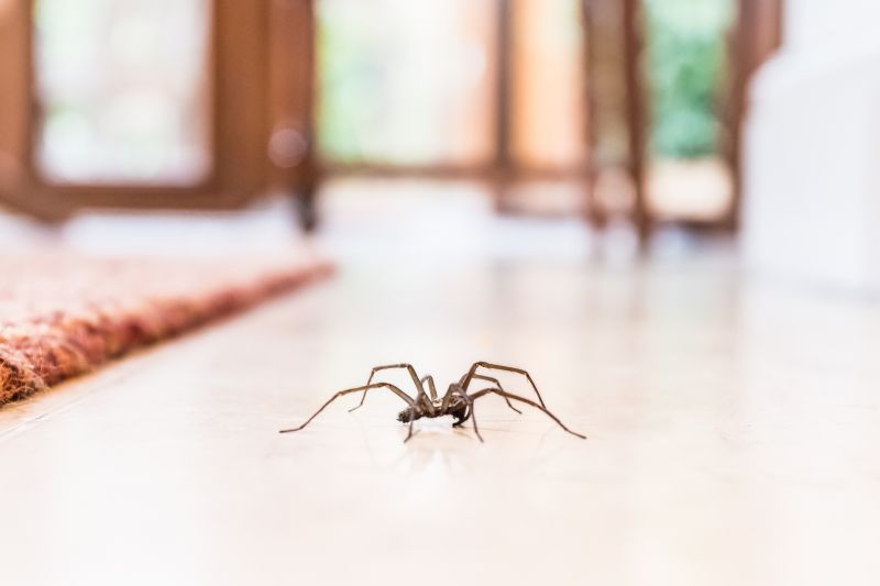 Wolf Spider Removal in New Braunfels, TX