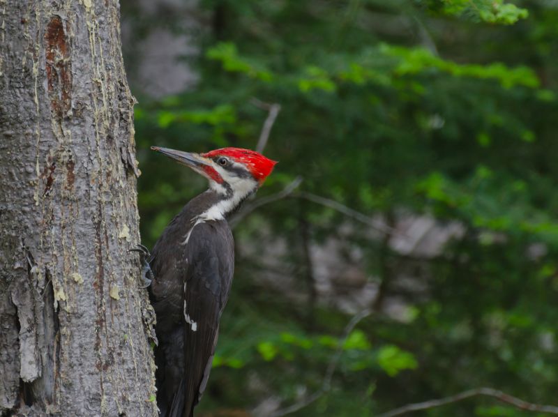 Woodpecker Damage Prevention