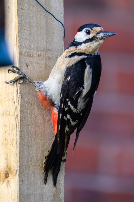 Woodpecker Removal
