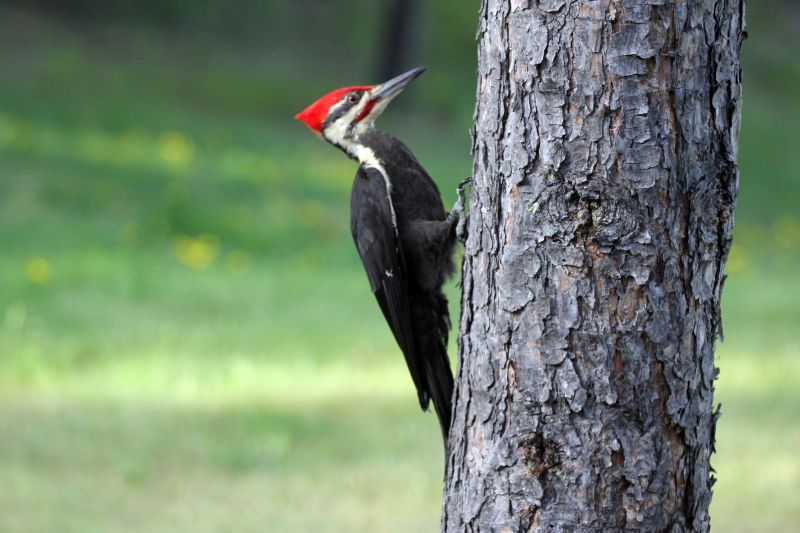 Woodpecker in Tree